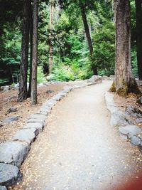 Trees in forest