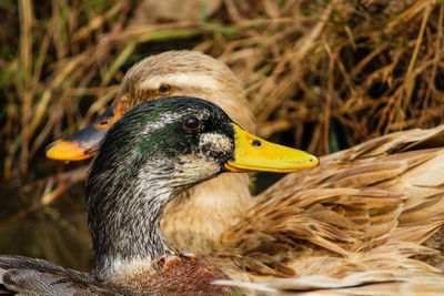 Close-up of a bird