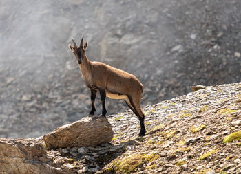 Deer standing on rock