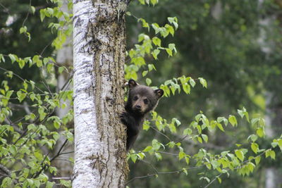 Bear on tree trunk