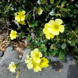 Close-up of yellow daffodil blooming outdoors