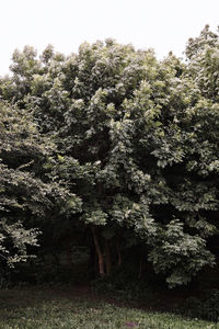 Trees growing on field against sky