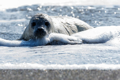 Close-up of sea lion in water