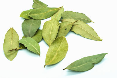 High angle view of leaves against white background