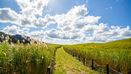 Scenic view of agricultural field against sky