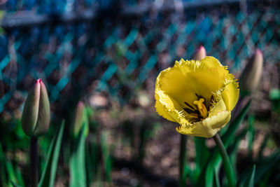 Close-up of yellow daffodil flower on field