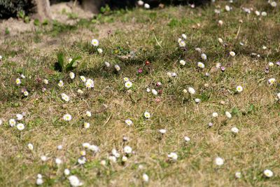 Close-up of daisies on field
