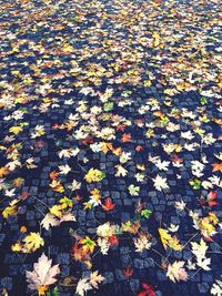 Full frame shot of leaves