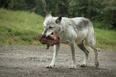 Wolf carrying meat