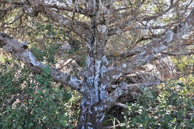 Low angle view of trees in forest