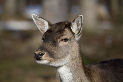 Portrait of a roe deer in the sunlight