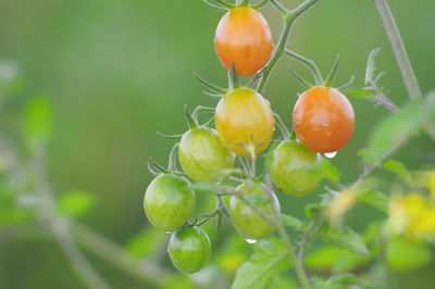 Close-up of tomatoes growing on tree