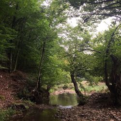 Trees in forest