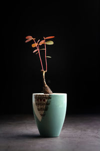  phyllanthus mirabilis growth in green ceramic flower pot on black background.