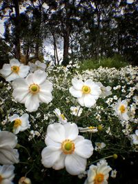 Close-up of white flowers