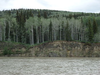 Scenic view of river amidst trees in forest against sky