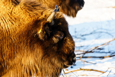 Close-up of bison