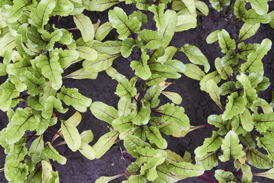 High angle view of leaves in field