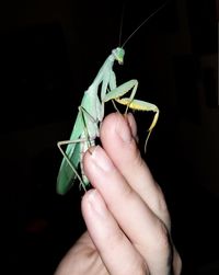 Close-up of hand holding insect