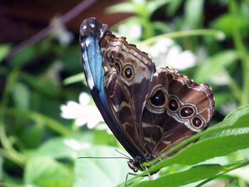 Close-up of butterfly on white flower