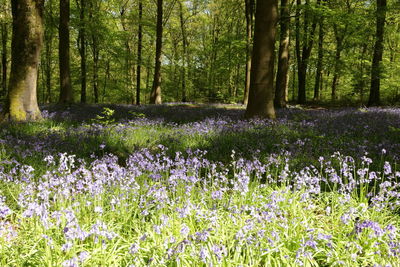 Scenic view of flowering trees and plants in forest