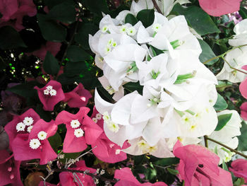 Close-up of flowers