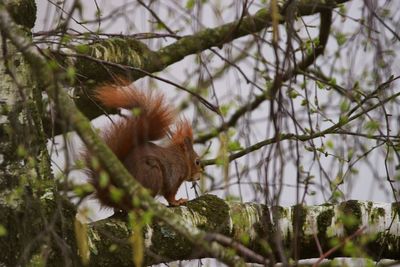 Squirrel on tree