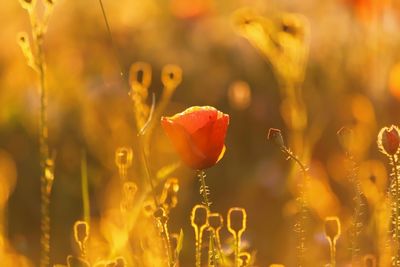 Close-up of flower in field