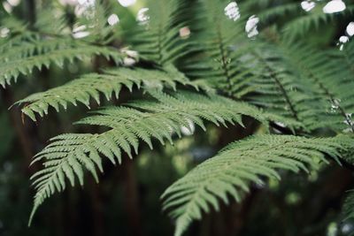 Close-up of fern leaves on tree