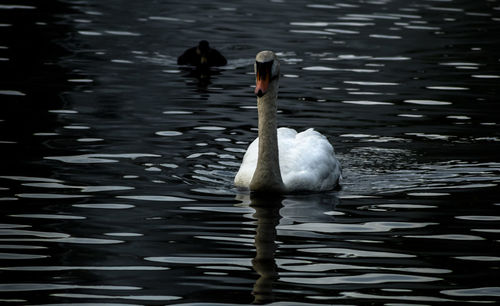 Duck swimming in lake