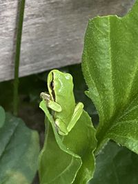 Close-up of frog on leaf