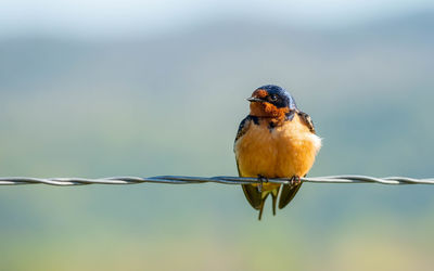 Close-up of bird perching on twig