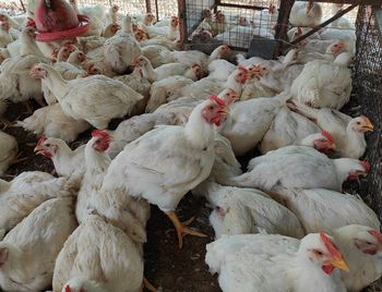 Flock of birds in a poultry farm