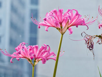 Close-up of pink flowering plant