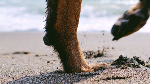 Low section of dog on beach