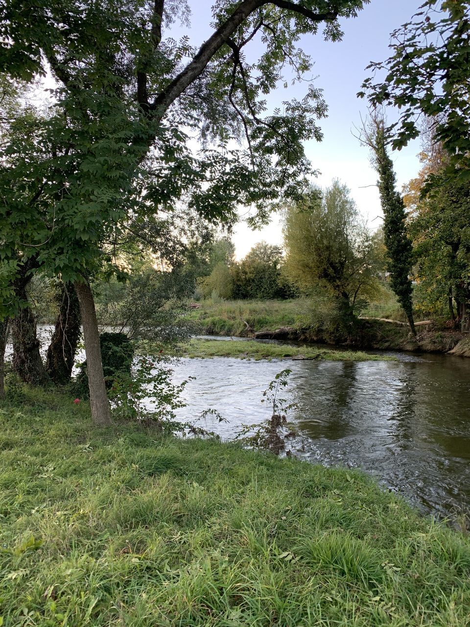 plant, water, tree, tranquility, growth, tranquil scene, beauty in nature, grass, scenics - nature, green color, lake, land, nature, no people, forest, day, non-urban scene, environment, outdoors, swamp