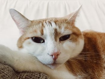 Close-up portrait of a cat