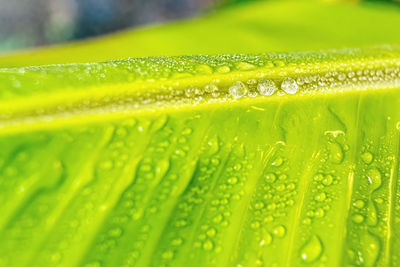 Close-up of wet leaf