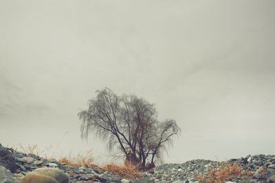 Bare trees on landscape against clear sky during winter