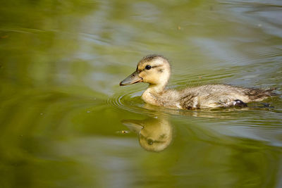 Duck swimming in a lake