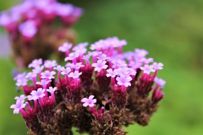 Close-up of pink flowering plant