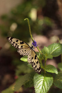 Tree nymph butterfly idea malabarica in a tropical garden.