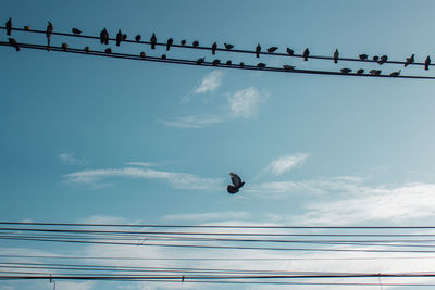 Low angle view of birds perching on cable against sky