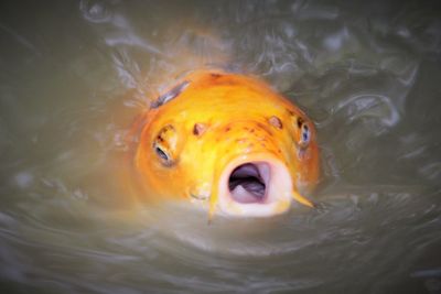 Close-up of fish swimming in water