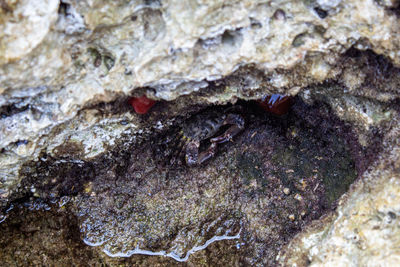 Close-up of crab on rock