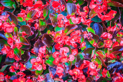 High angle view of red flowering plants