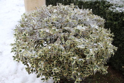 High angle view of snow on field during winter