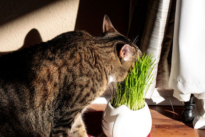 Close-up of a cat at home