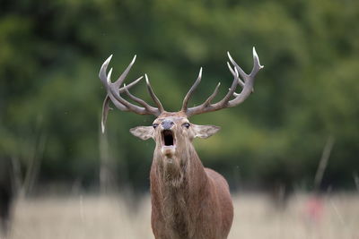 A red deer bellowing 