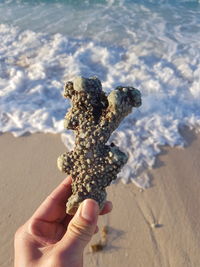 Cropped hand holding coral at beach